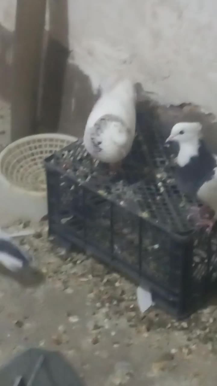 طوقی|پرنده|مسجد سلیمان, |دیوار