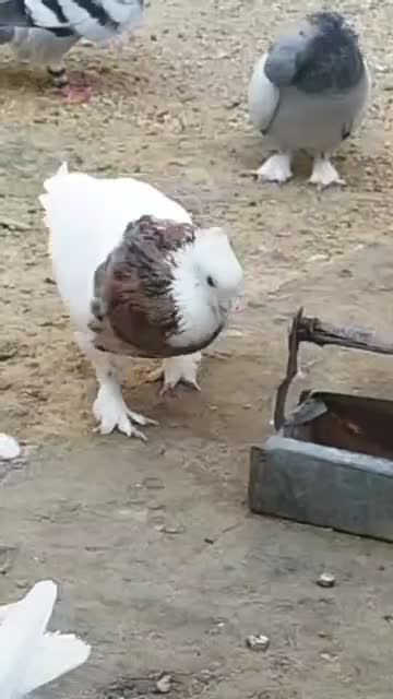 کبوتر طوقی شازده نرماده|پرنده|راهگان, |دیوار