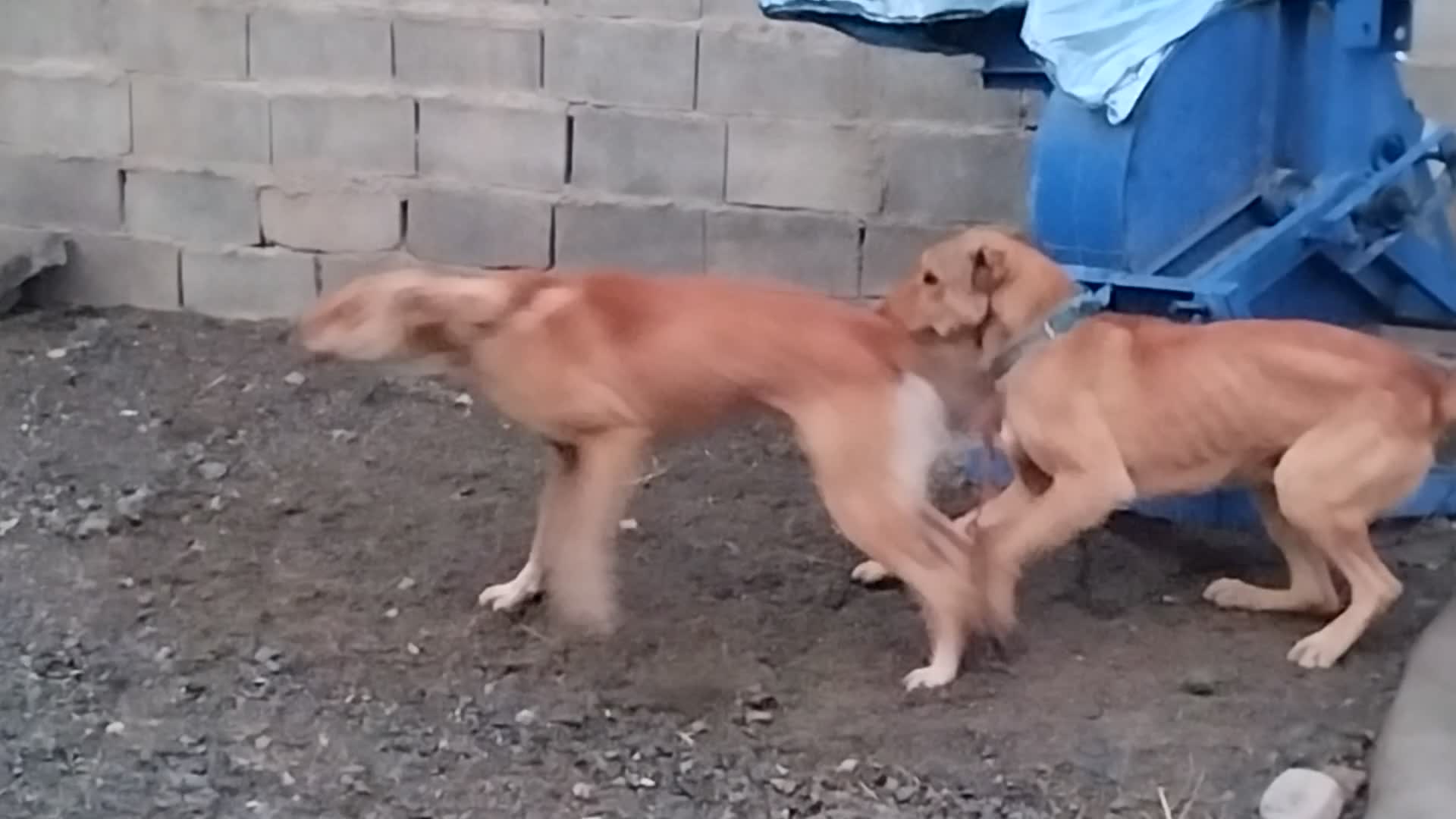 سگ نگهبان سرابی|سگ|کامیاران, |دیوار