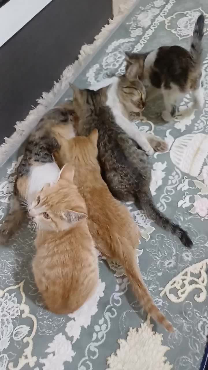 واگذاری بچه گربه سه ماهه|گربه|کرج, خرمدشت|دیوار