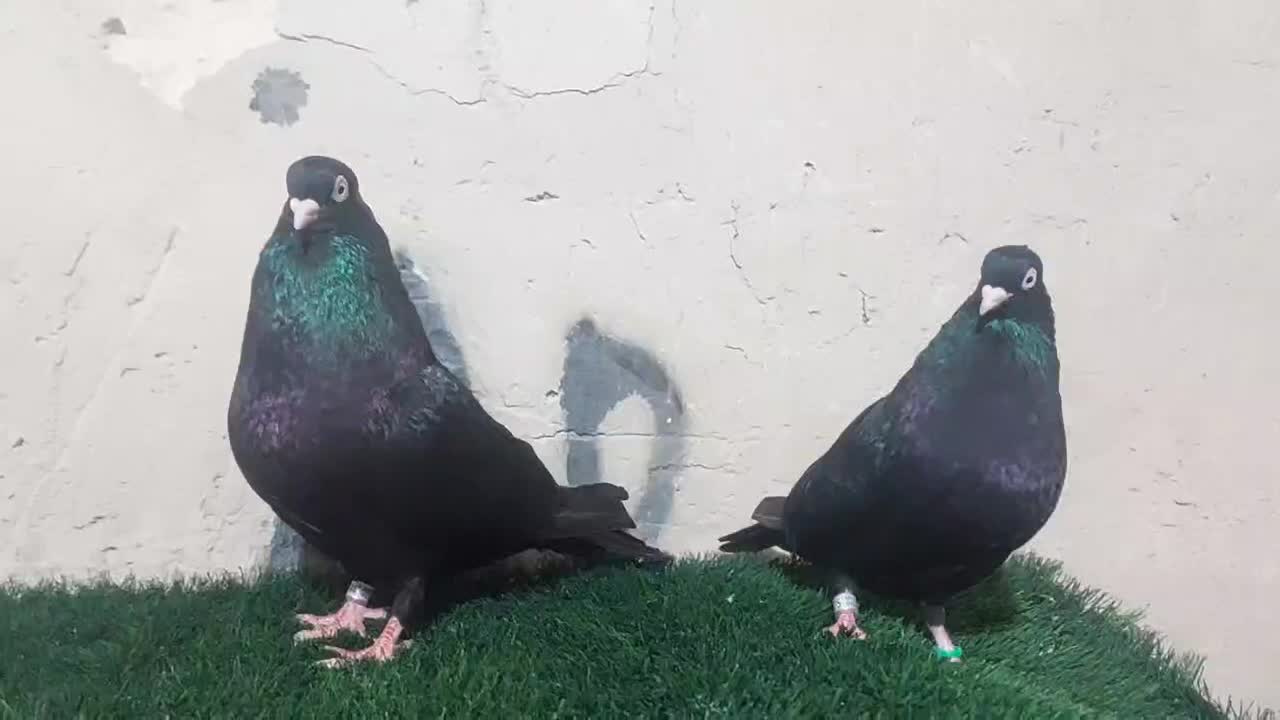 زاغ|پرنده|مسجد سلیمان, |دیوار