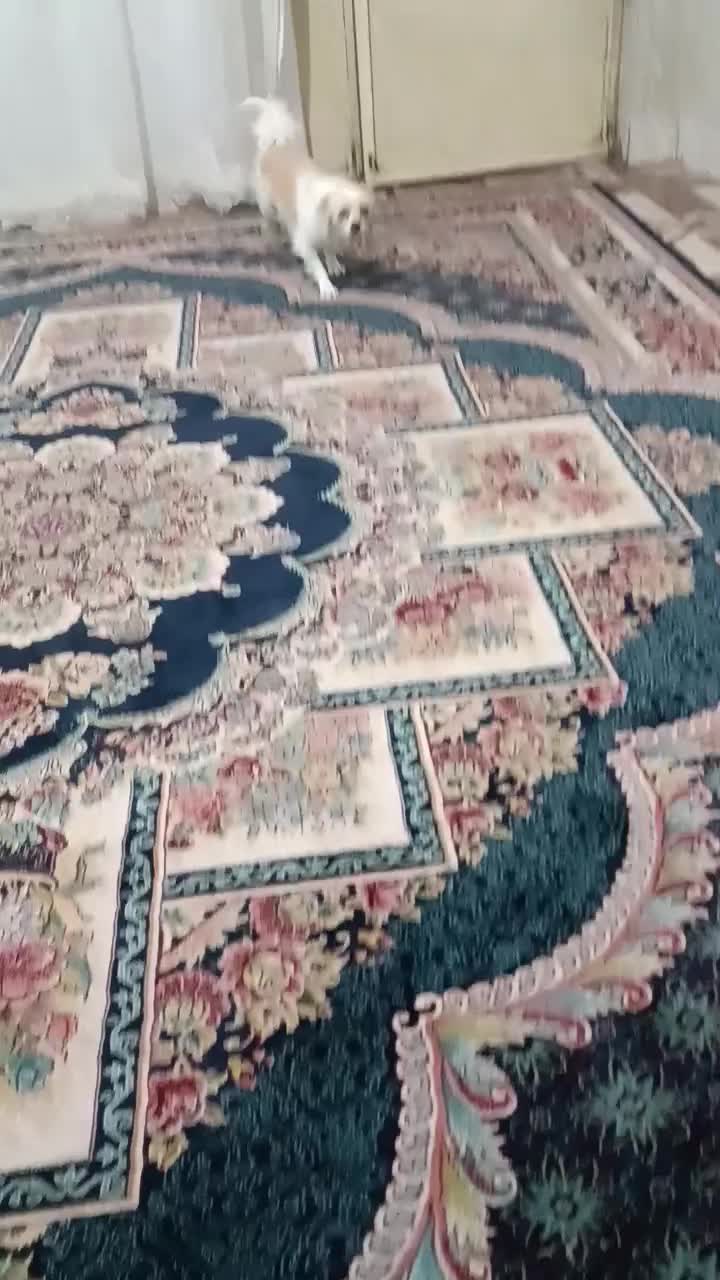 سگ معاوضه با لوازم موتور|سگ|شریفآباد, |دیوار