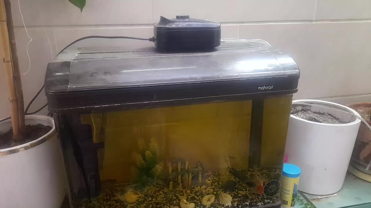 اکواریوم|ماهی|فردیس, نگارستان|دیوار