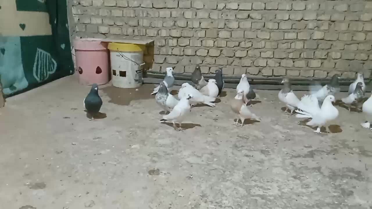 کبوتر|پرنده|زارچ, |دیوار