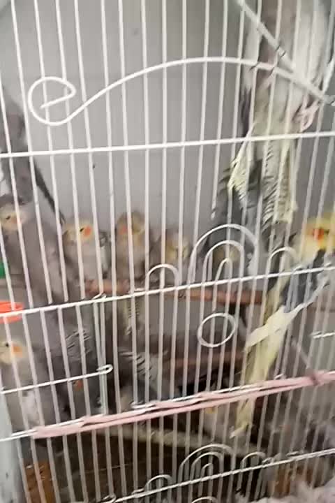 پرنده|پرنده|رشت, کوی طالقانی|دیوار