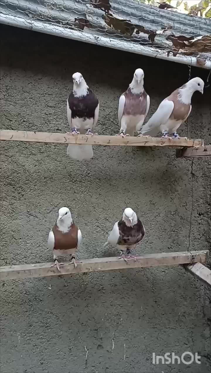 ۵ تا کبوتر طوقی بی کاکل اصل همدان|پرنده|تهران, طرشت|دیوار