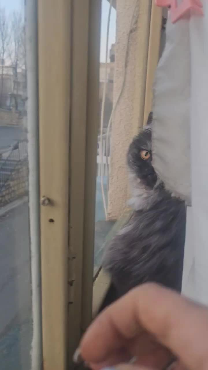 فروش|گربه|مهاباد (آذربایجان غربی), |دیوار