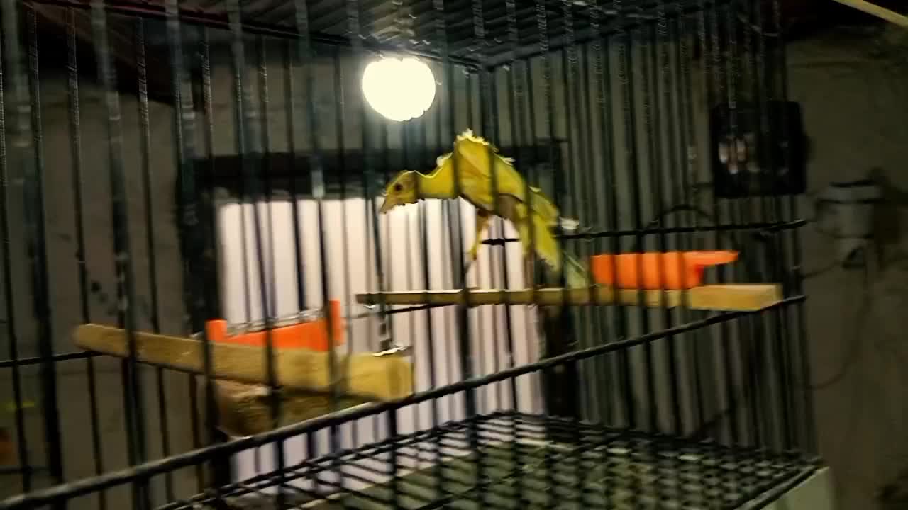 قناری یلو فاکتور|پرنده|مشهد, شفا|دیوار