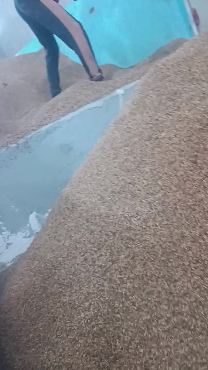 شلتوک درجه یک شیبان درشادگان|خوردنی و آشامیدنی|شادگان, |دیوار