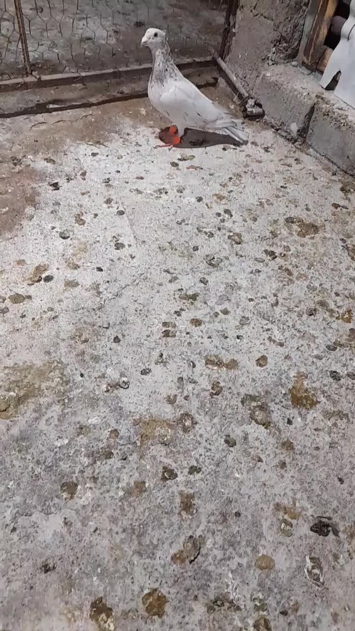 نر کوهی کاکولی|پرنده|شوشتر, |دیوار