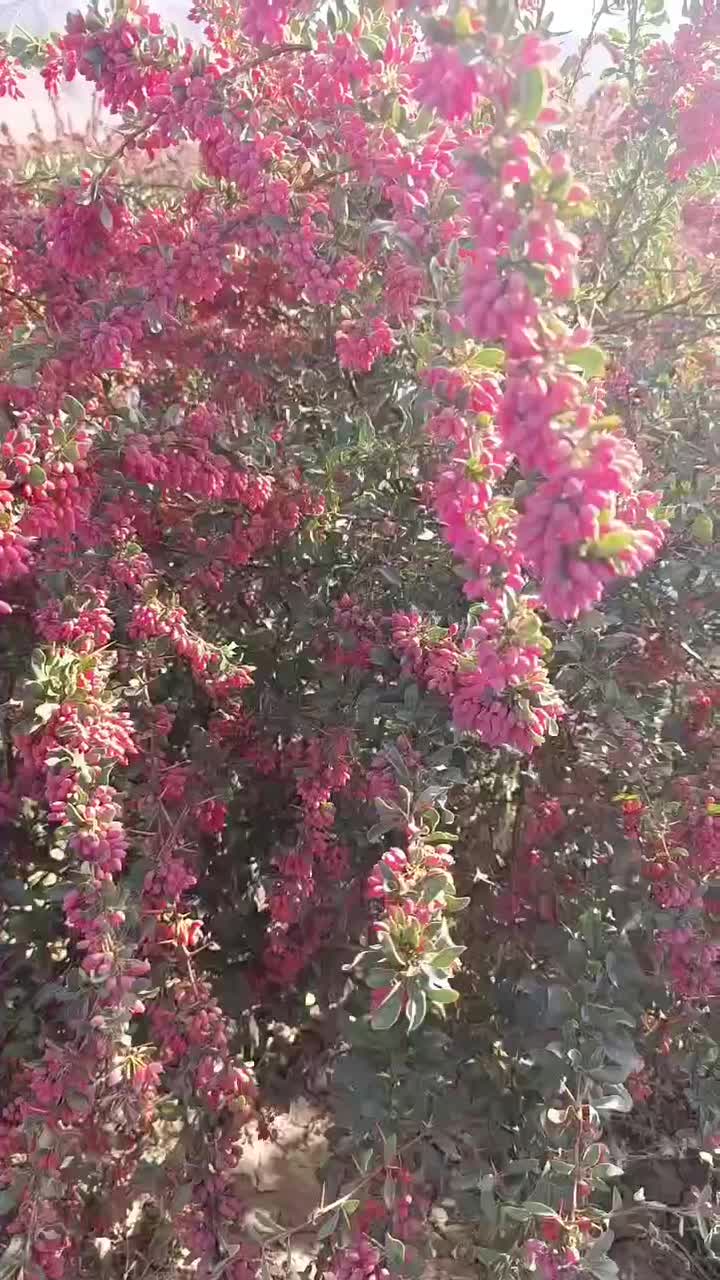 پیاز گل نرگس نهال زرشک قهستان نهال عناب نهالستان|عمدهفروشی|اصفهان, کوی شهید کشوری|دیوار