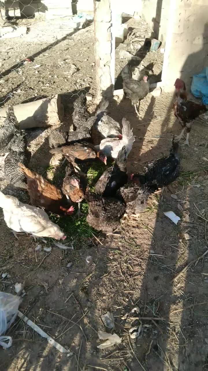 مرغ بوقلمون غاز خانگی|حیوانات مزرعه|نیشابور, خیام|دیوار