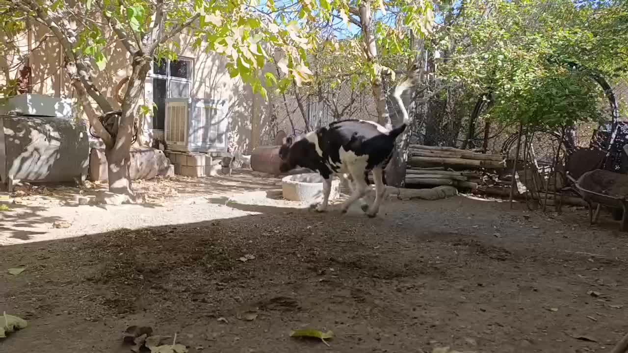 گوساله ماده سیمینتال و هلشتاین،گاو کردی|حیوانات مزرعه|دینور, |دیوار