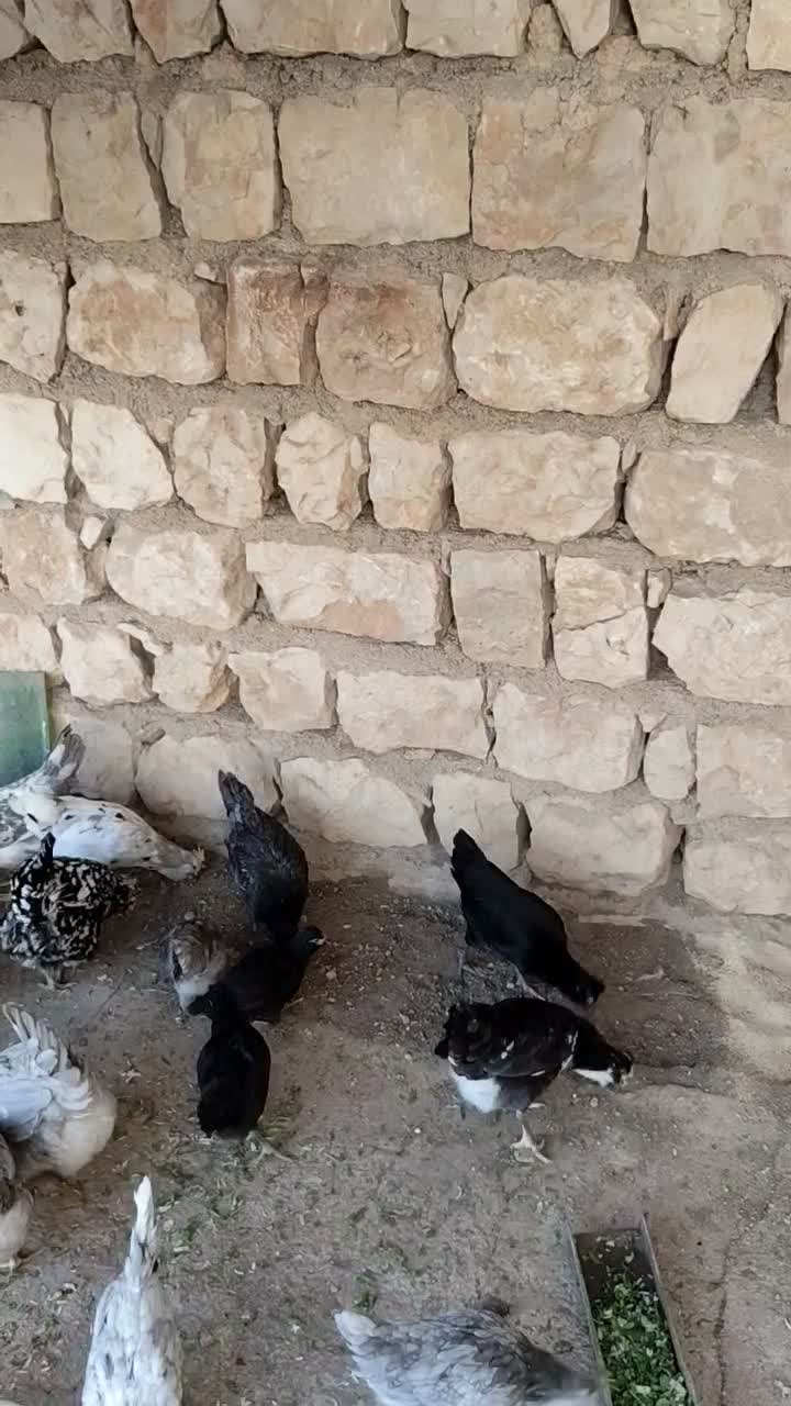 23عدد مرغ و خروس و نیمچه گلین|حیوانات مزرعه|تهران, ایران|دیوار