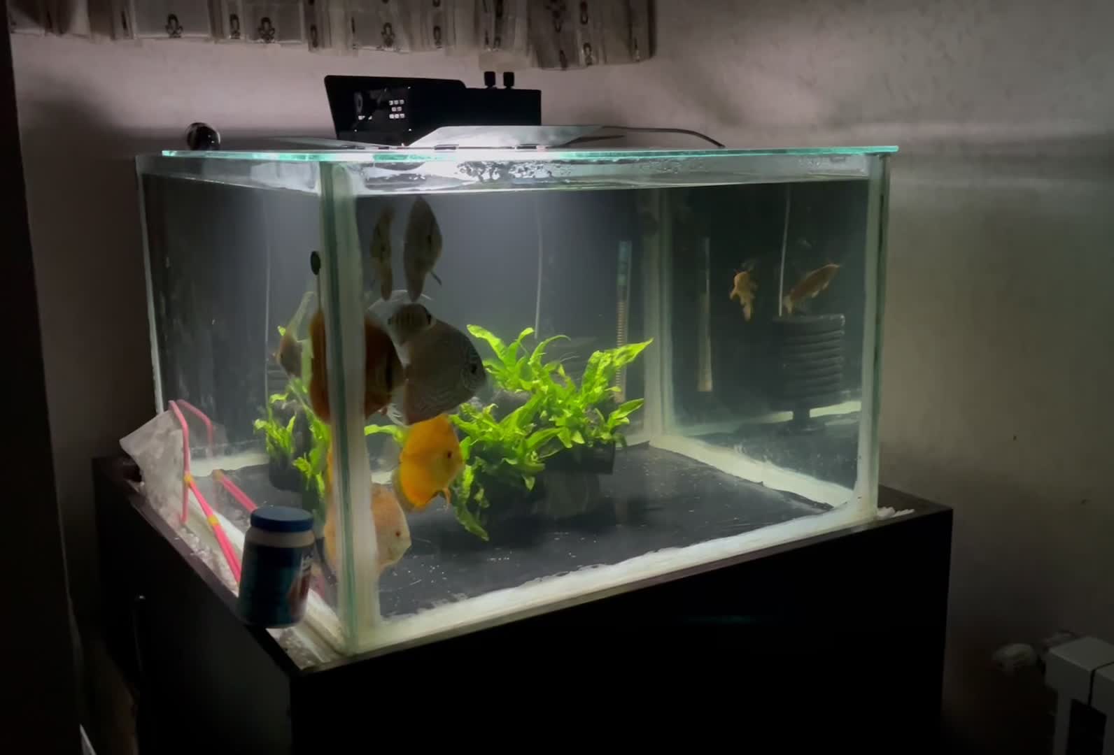 اکواریوم|ماهی|اصفهان, شهرک کاوه|دیوار