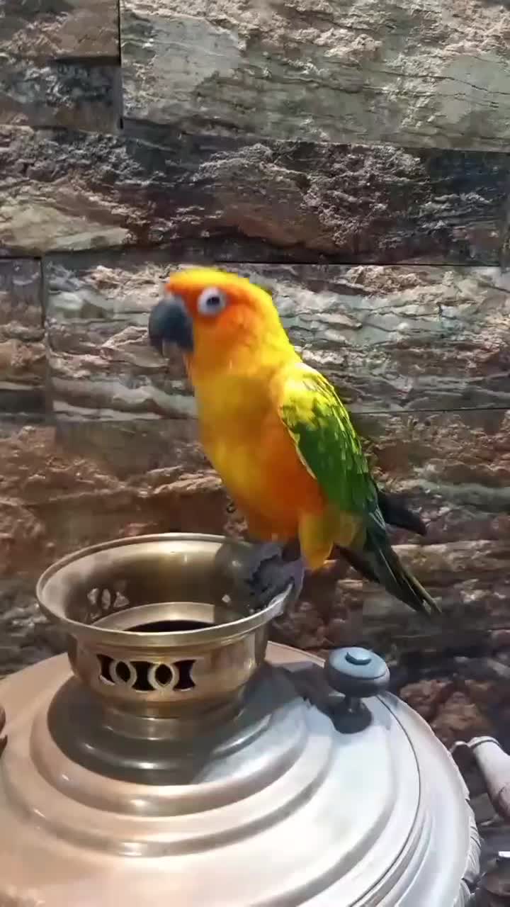 طوطی خورشیدی(سان کانور) *رام و رقاص|پرنده|همدان, |دیوار