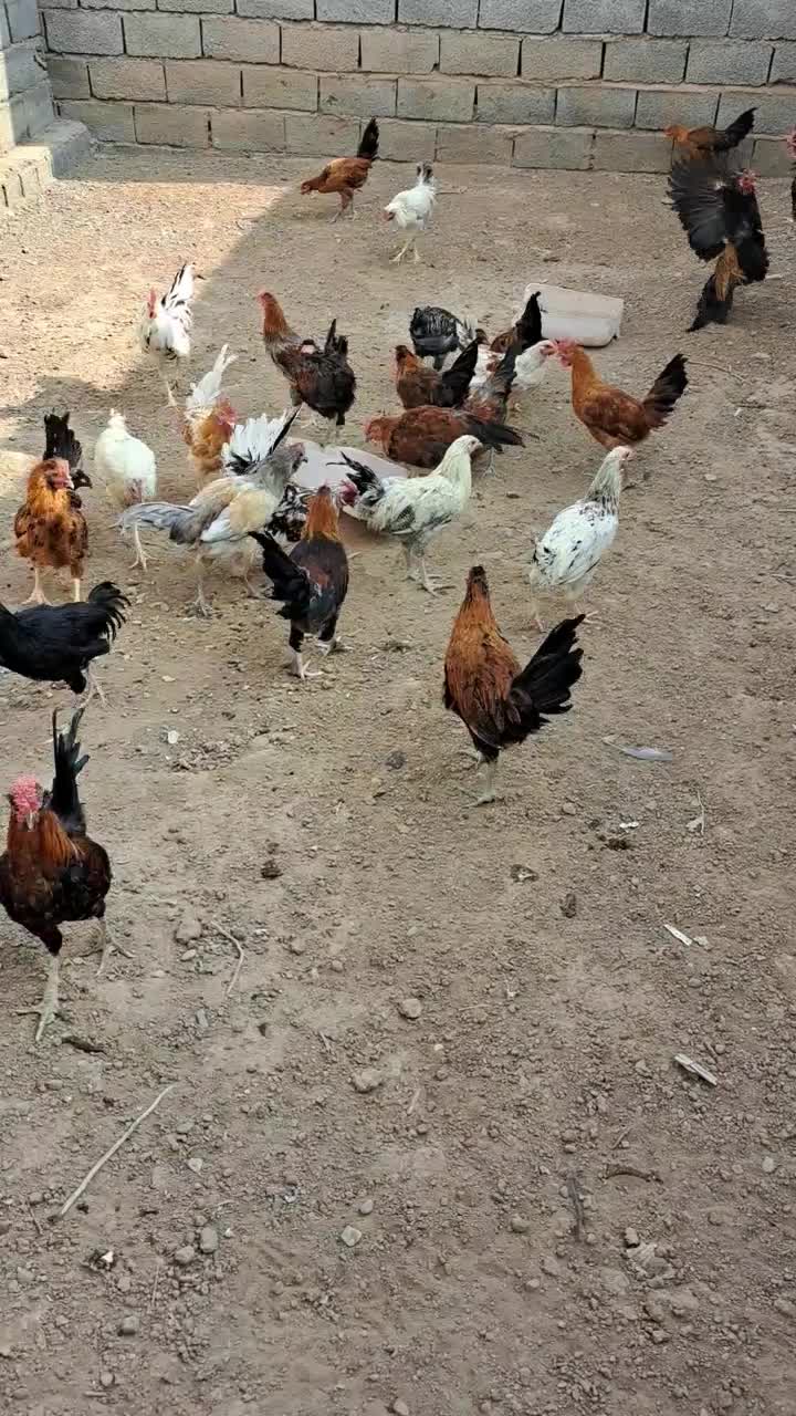 فروش جوجه خروس.محلی مرغ تخم گذار|حیوانات مزرعه|سیرجان, |دیوار