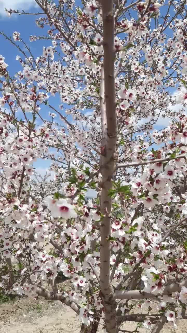 فروش باغ۷ساله بادرخت میوه های گوناگون|فروش دفتر صنعتی، کشاورزی، تجاری|کرمانشاه, |دیوار