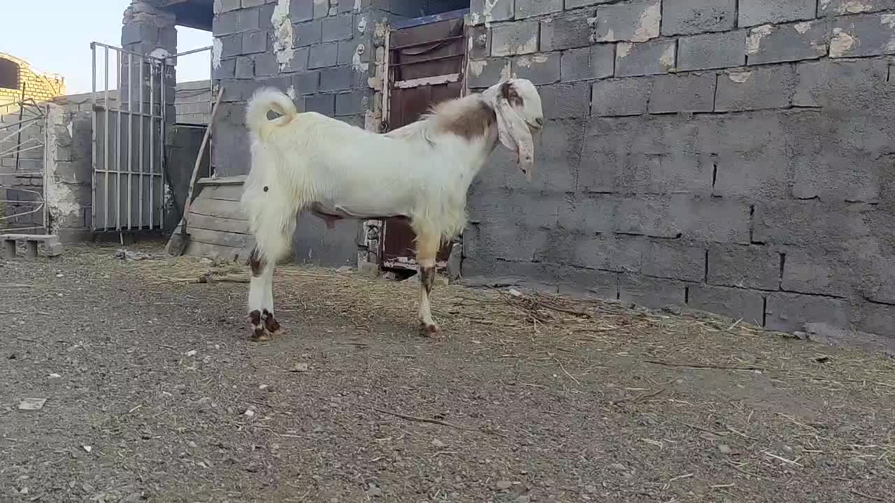 نربز  پاکستانی درجه یک|حیوانات مزرعه|بردسکن, |دیوار