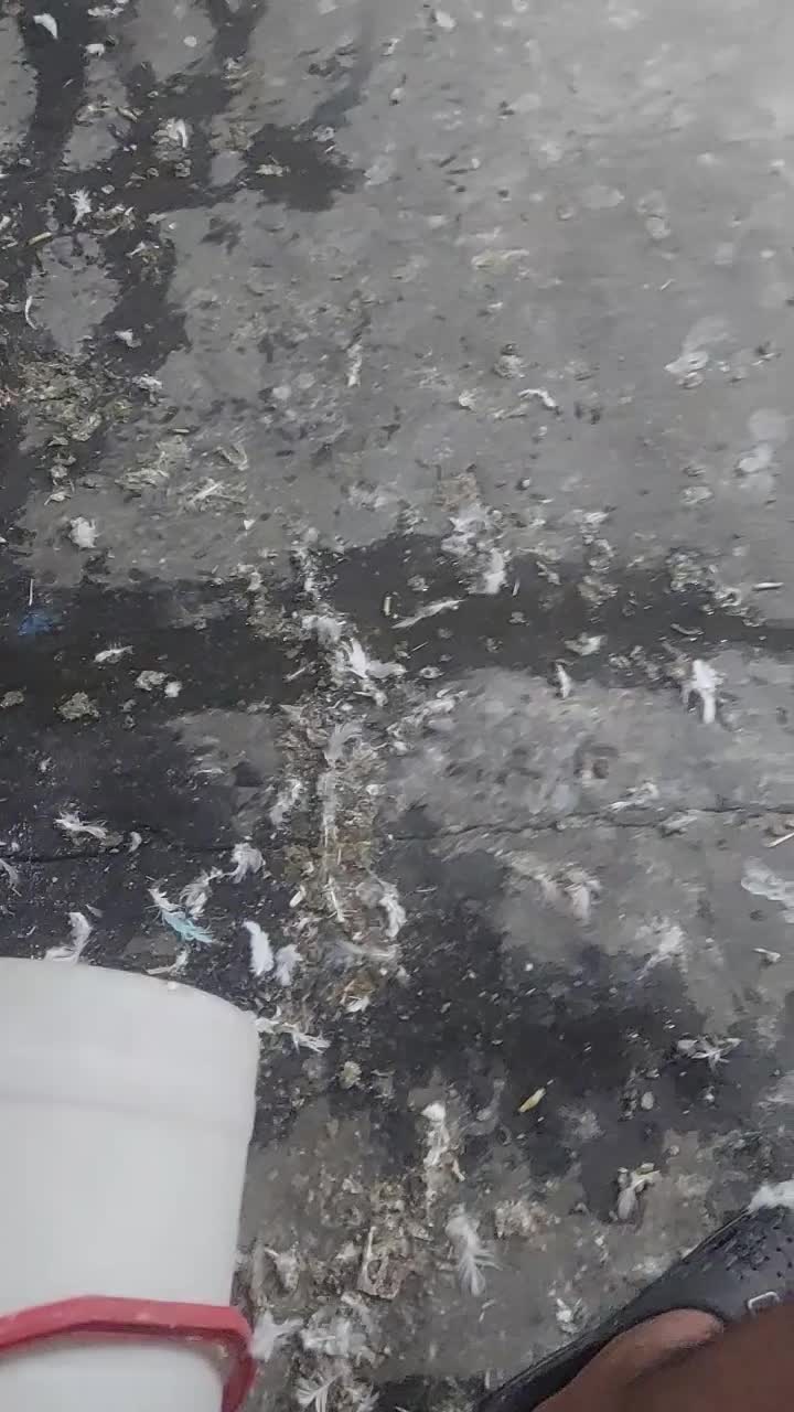 ۶۰و۷۰تاکفتر پرشی خال جفتی ۳۸۰ هزار تومان|پرنده|تهران, فلاح|دیوار