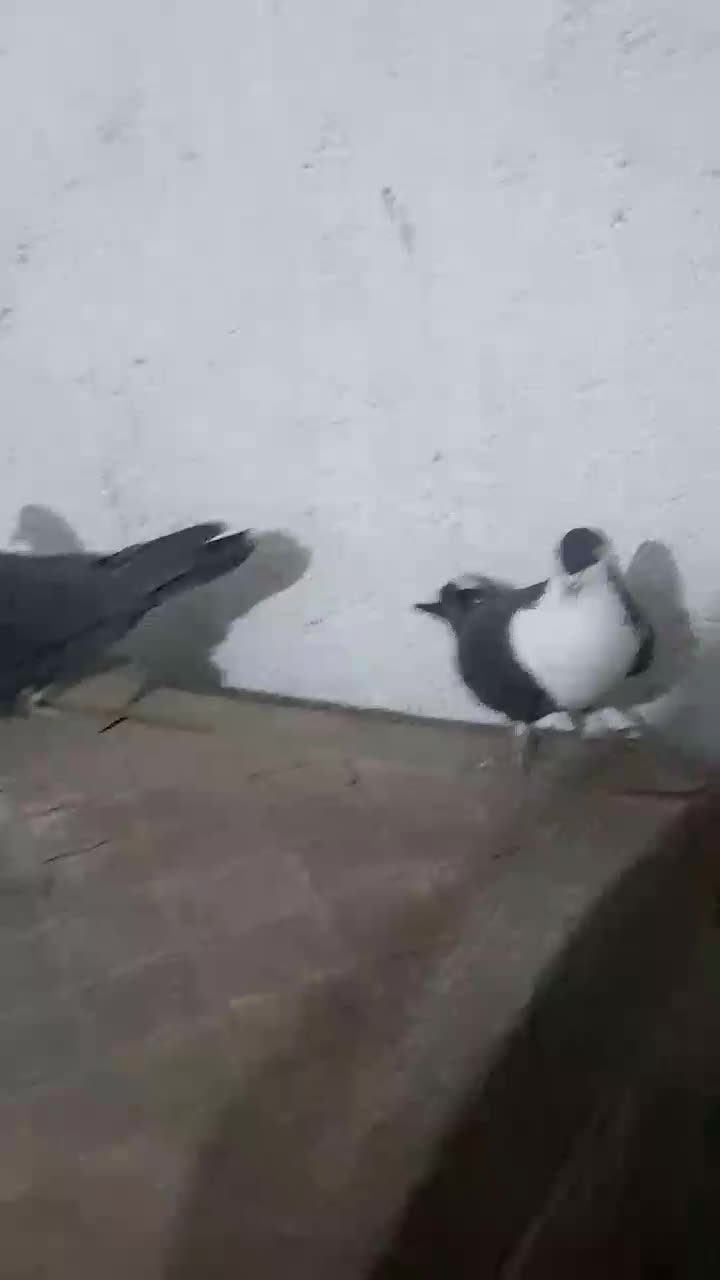 ریش سیاه|پرنده|نیمبلوک, |دیوار