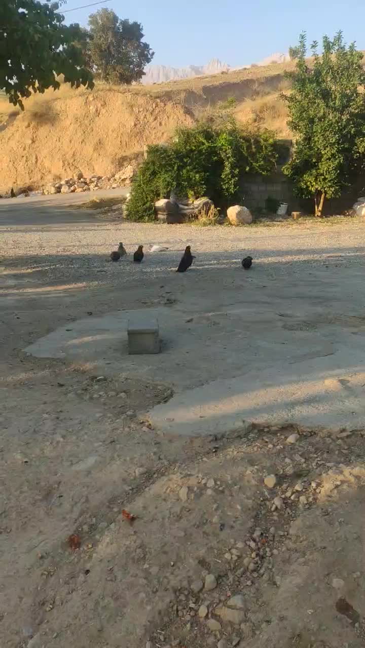 کبوت زاغ ابادانی درجه یک|پرنده|یاسوج, |دیوار