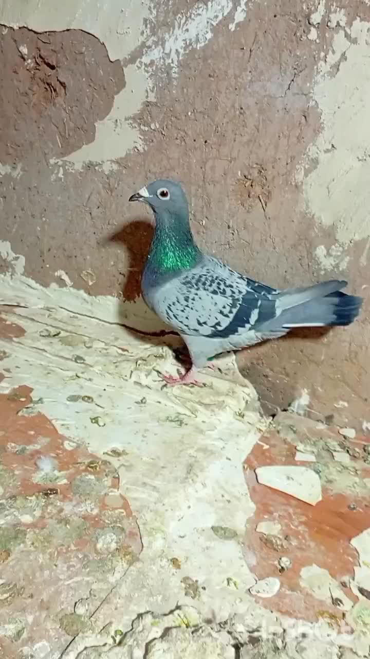 سینه سفید|پرنده|تربت‌حیدریه, حیدرآباد|دیوار