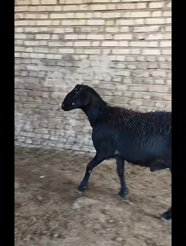 قوچ و بره قوچی ،میش|حیوانات مزرعه|تربت جام, میان جام|دیوار