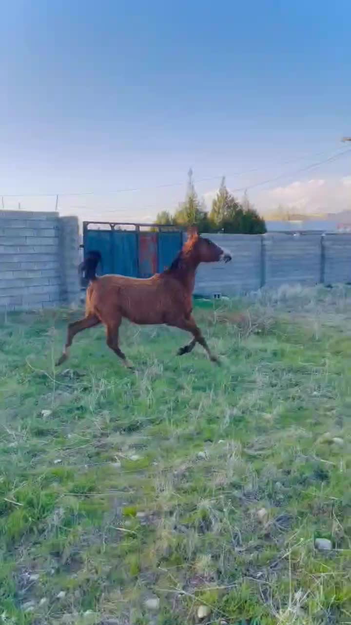 اسب|اسب و تجهیزات اسبسواری|یاسوج, |دیوار