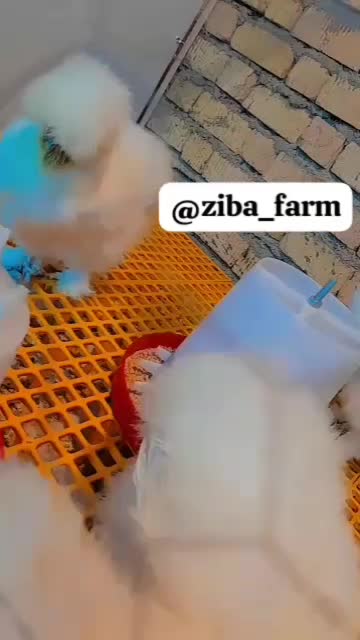 سیلکی ابریشمی|حیوانات مزرعه|شیراز, کرونی(خاتونک)|دیوار