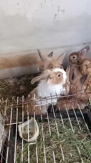 واگذاری رایگان خرگوش به شرط نگهداری در فضای باز|موش و خرگوش|رشت, پل تالشان|دیوار