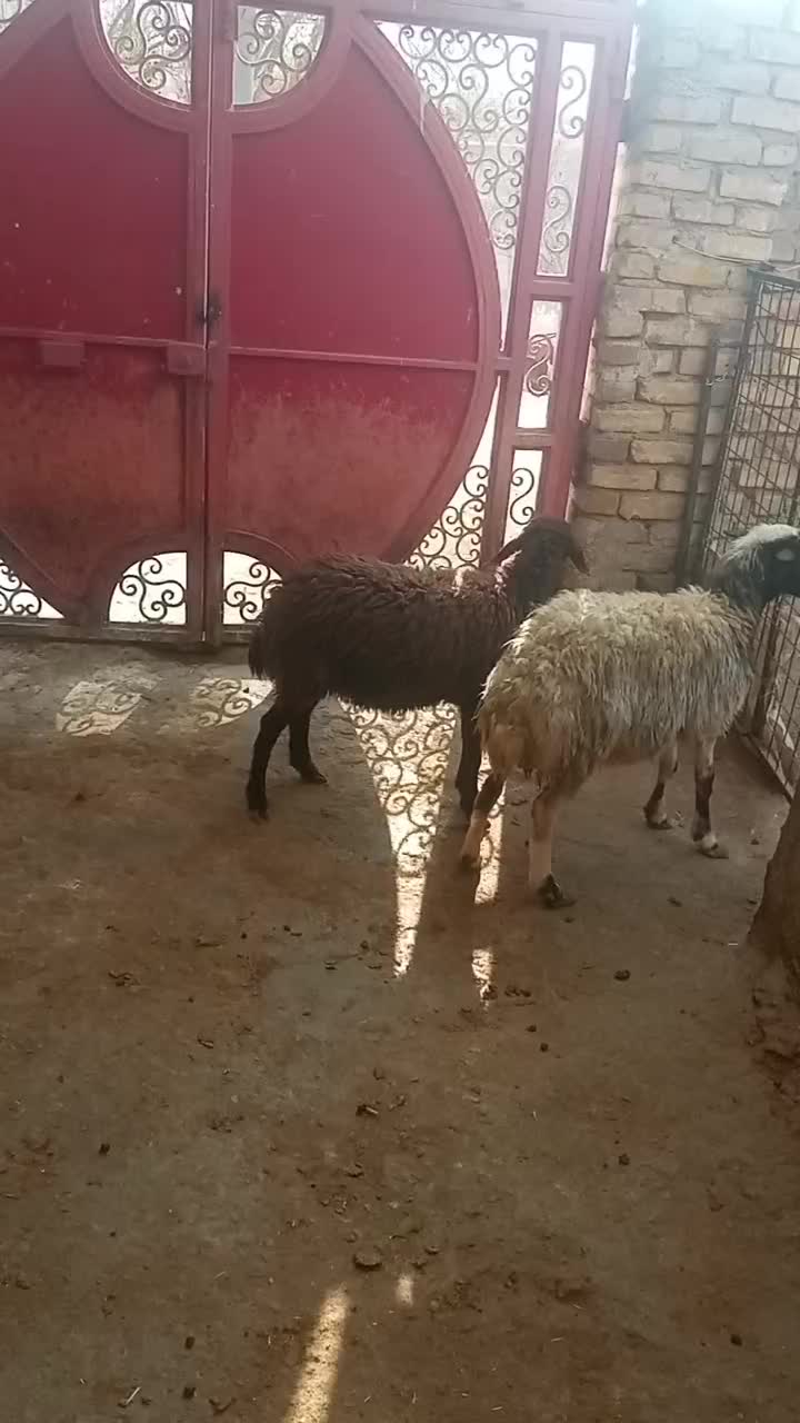 بره افشاری|حیوانات مزرعه|اراک, |دیوار