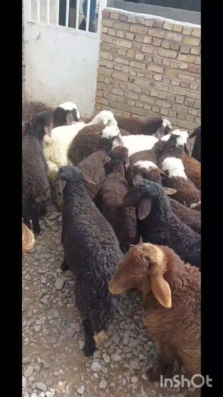 بره پای پروار جنس دار دامداری امیر عامری|حیوانات مزرعه|رضویه, |دیوار