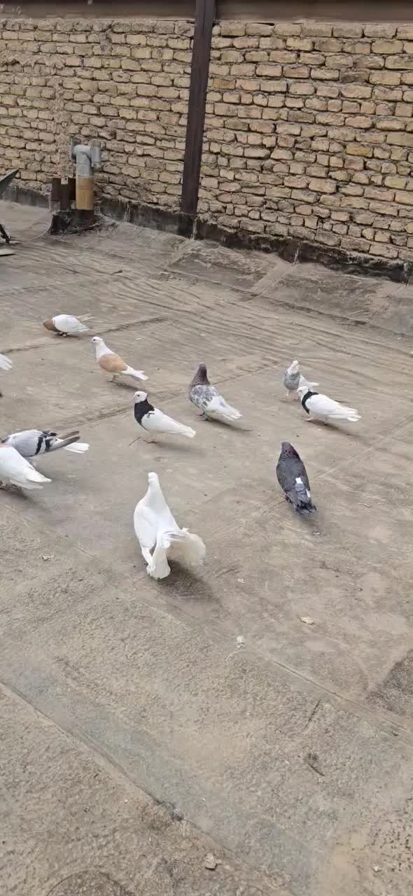 کفتر|پرنده|مشهد, ده دی|دیوار