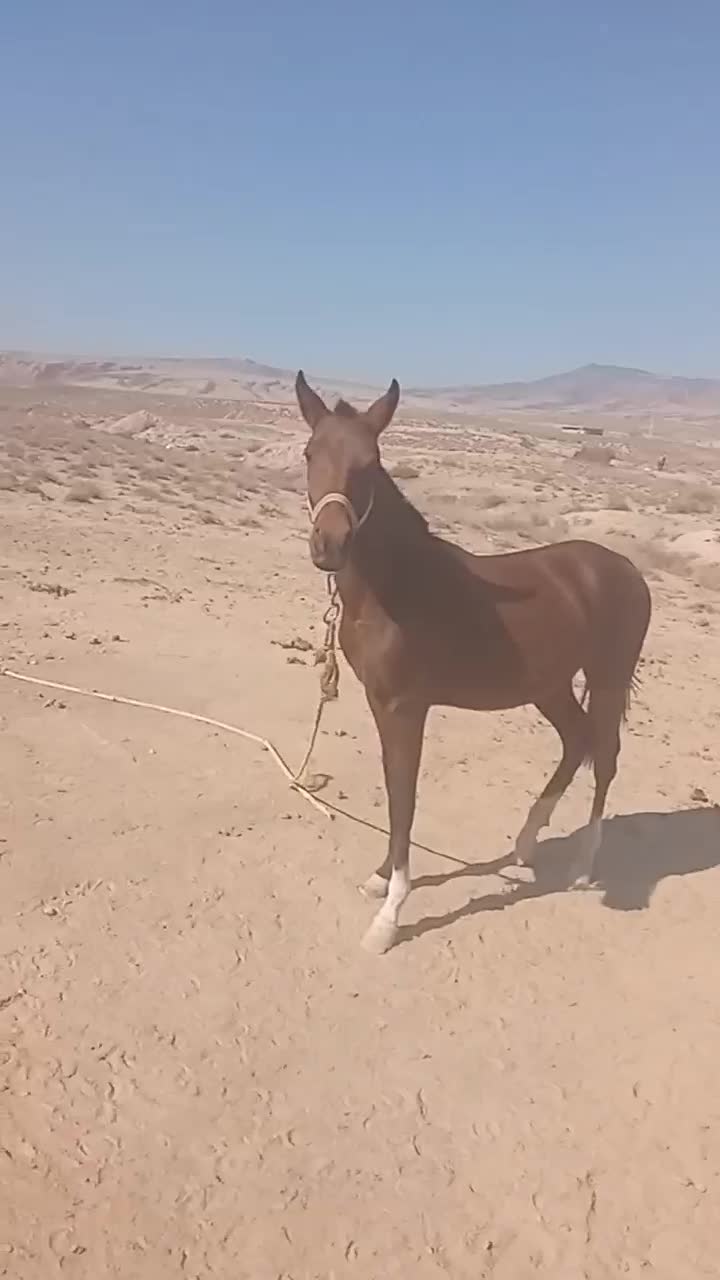 کره اسبی تکرار نشودنی نژاد ترکمن آخال|اسب و تجهیزات اسب‌سواری|گلی داغ, |دیوار