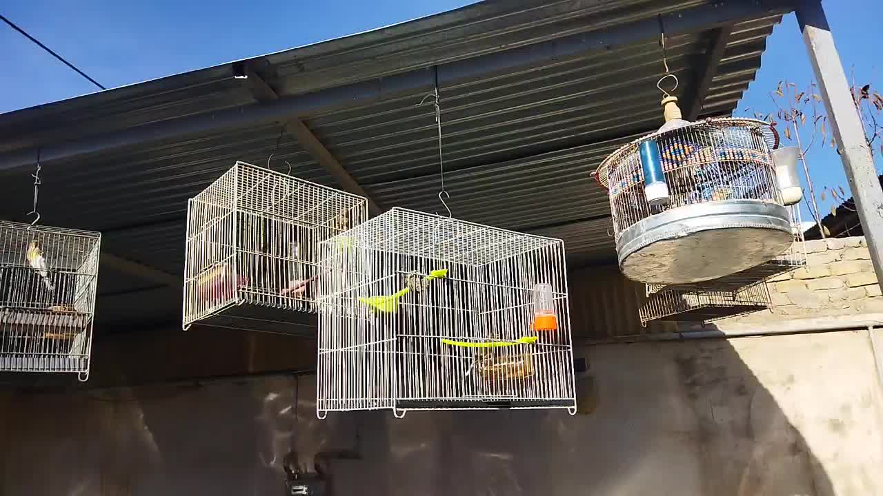 دوعدد سهره قناری سیاه مست|پرنده|مشهد, شهرک رازی (شهرک غرب)|دیوار