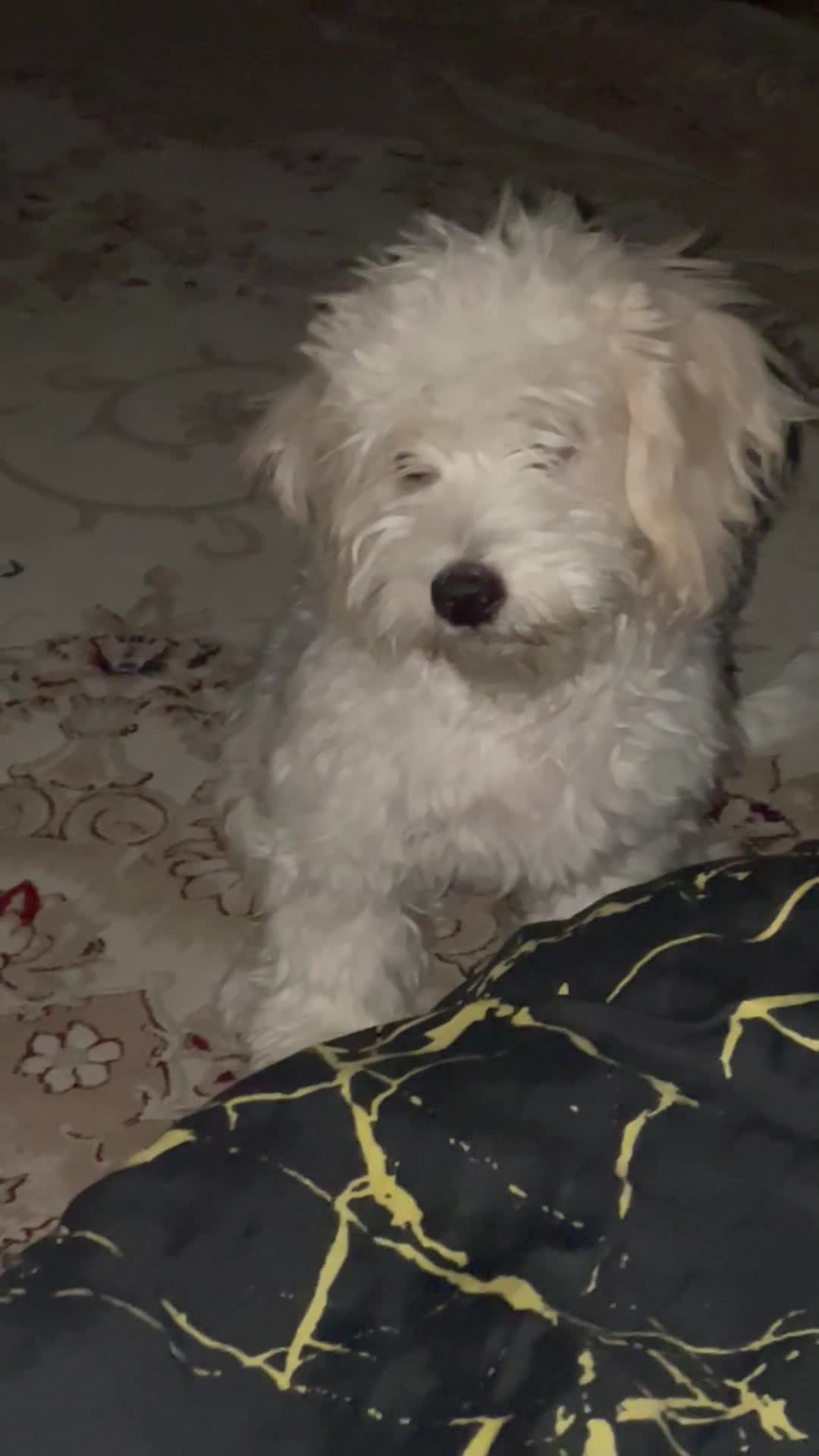 شیتزو|سگ|مشهد, ابوذر|دیوار