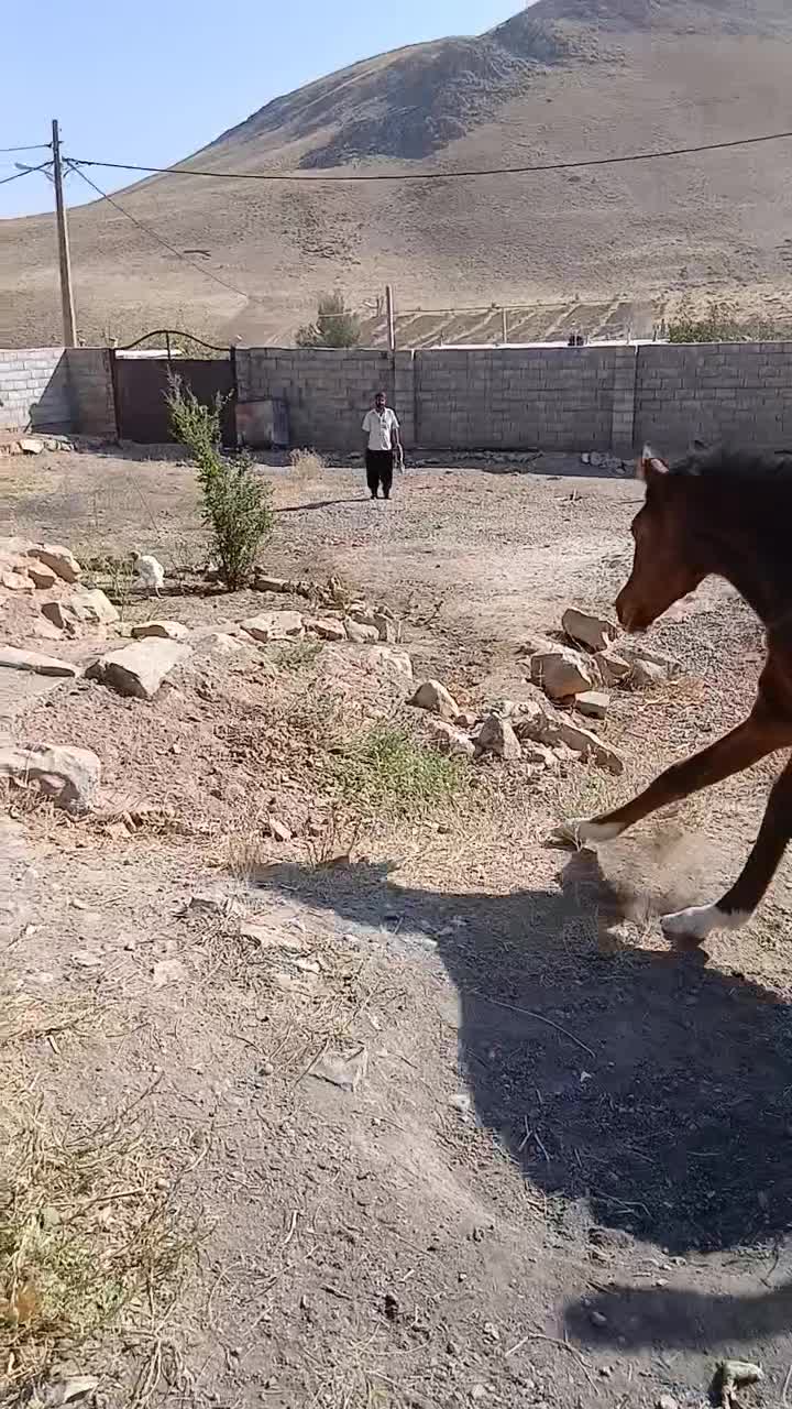 کره مادیان|اسب و تجهیزات اسب‌سواری|الیگودرز, |دیوار