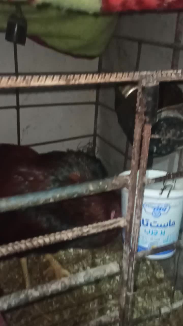 لاری|حیوانات مزرعه|مشهد, همت آباد|دیوار