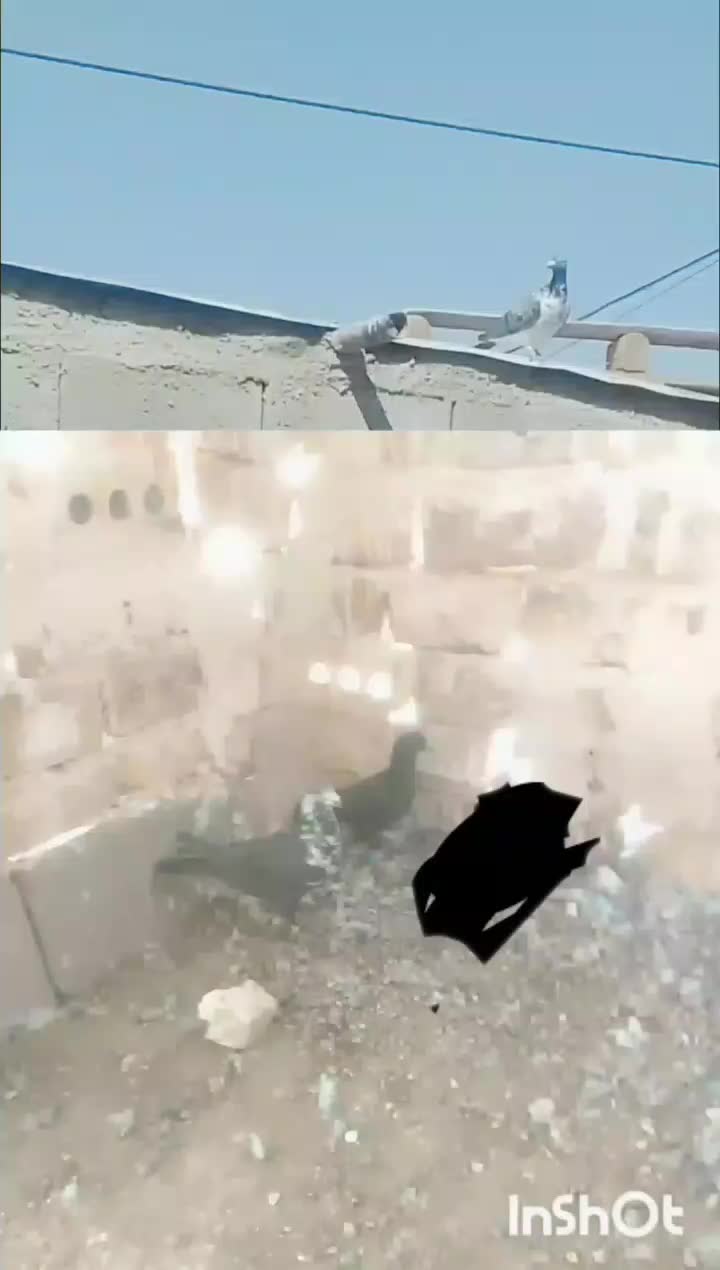 کفتر|پرنده|رشتخوار, |دیوار