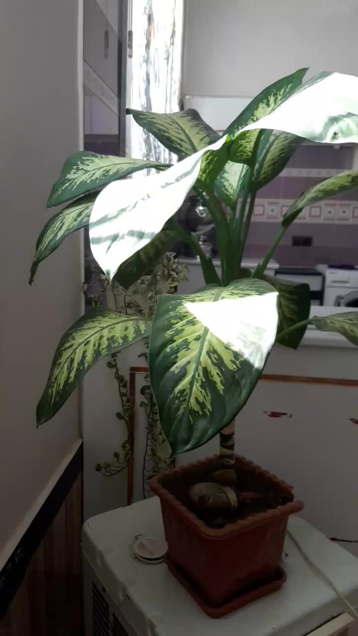 گل بزرگ وشاداب|گل و گیاه طبیعی|پیرانشهر, |دیوار