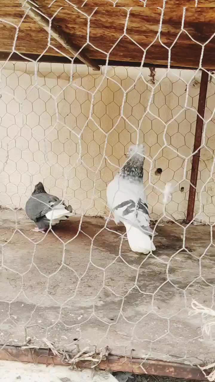 ۵تا دم سفید عتیقه کمر بالا پاک پاک بشرط همه چی|پرنده|اصفهان, شمس آباد|دیوار