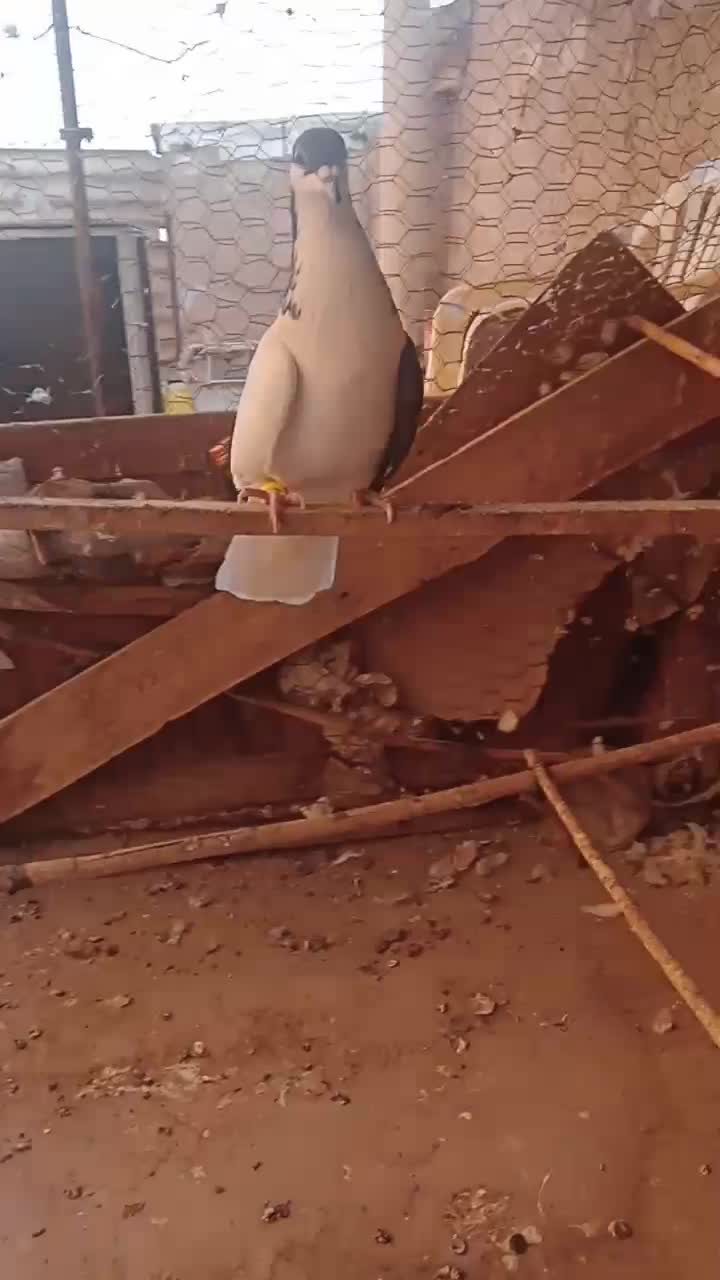 چپ سیاه ماده آس|پرنده|تاکستان, |دیوار