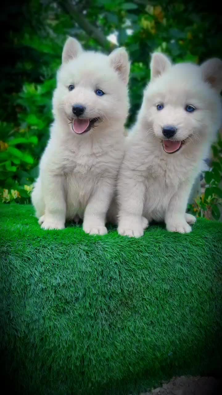 توله سامویید|سگ|کرمان, |دیوار