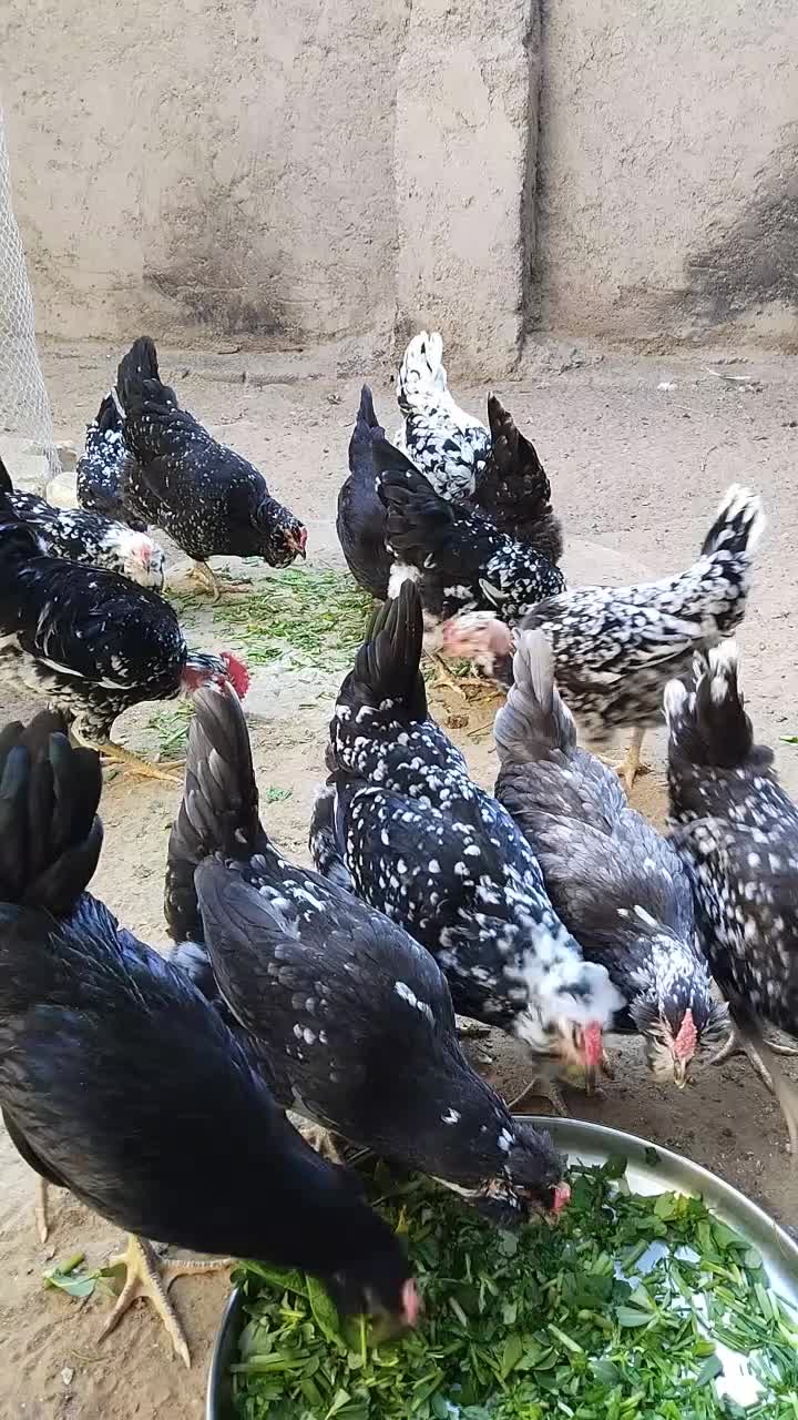 تخم مرغ گلین|حیوانات مزرعه|آبپخش, |دیوار