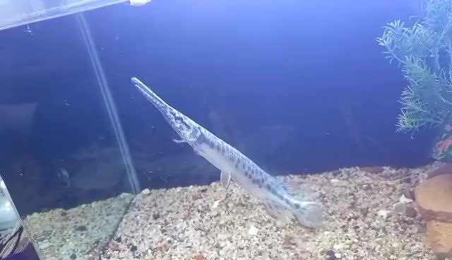 ماهی الیگیتور خوش پترن|ماهی|بناب, |دیوار