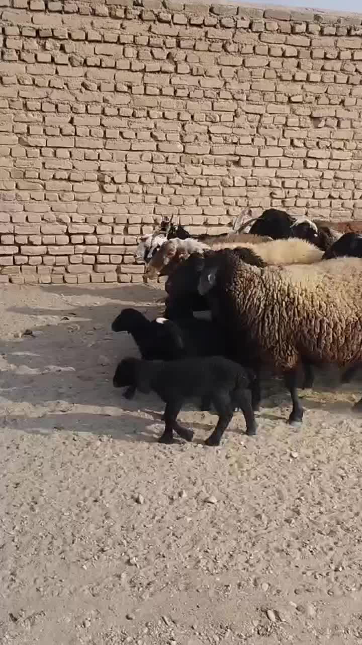 ۱۷راس میش ۴عدد آبستن باقی زاییده جفتی ۳۸ میلیون|حیوانات مزرعه|جوادآباد, |دیوار