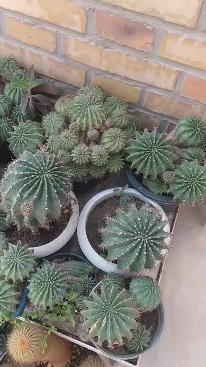 کاکتوس|گل و گیاه طبیعی|یزد, |دیوار