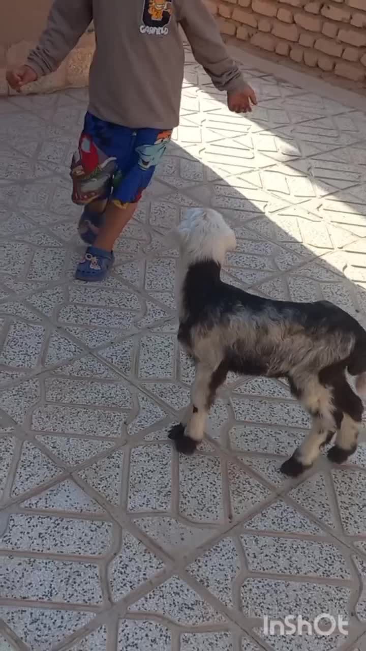 بره شیری بروجردی ماده بز بزغاله نربز قوچ|حیوانات مزرعه|خلیل آباد, |دیوار