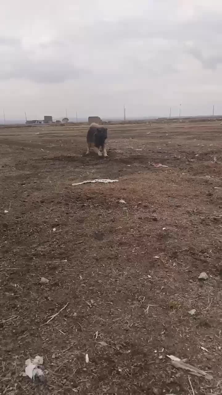 سگ سرابی|سگ|هریس, |دیوار